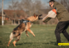 How to Choose the Right Breed for Attack Dog Training